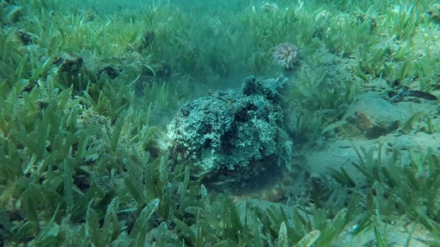 礁石鱼(Synanceia verrucosa)被埋在海底的沙子上覆盖着绿色的海草。特写，慢动作，相机变焦。埃及红海视频素材