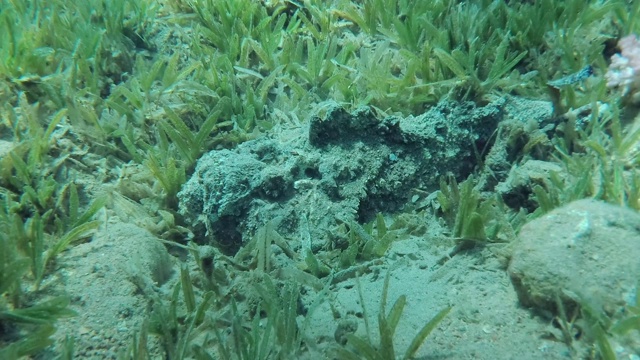 珊瑚礁石鱼(Synanceia verrucosa)在阳光下躺在覆盖着绿色海草的海床上的沙子上。慢动作，相机变焦。埃及红海视频素材