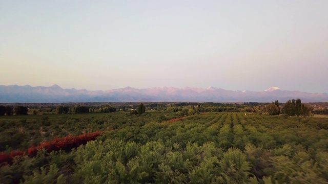 空中飞行的种植园，向红色的山脉科迪勒拉德洛斯，图蓬加托，乌科谷，门多萨，阿根廷，巴塔哥尼亚视频素材