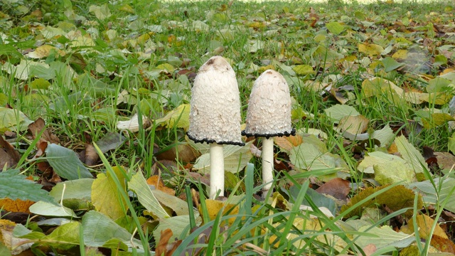 蓬松的墨水帽(Coprinus comatus)特写4k视频素材