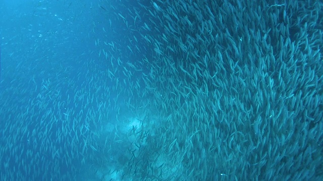 一群沙丁鱼在游泳视频素材