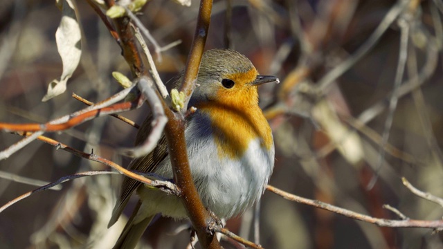 鸟-欧洲知更鸟(Erithacus rubecula)坐在树枝上，躲藏在阳光明媚的春天早晨的灌木丛中。视频素材