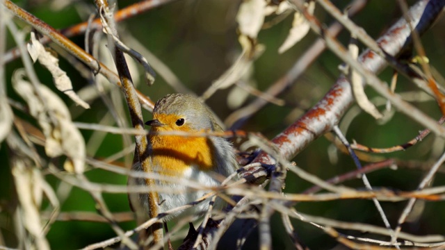 鸟-欧洲知更鸟(Erithacus rubecula)坐在树枝上，躲藏在阳光明媚的春天早晨的灌木丛中。视频素材