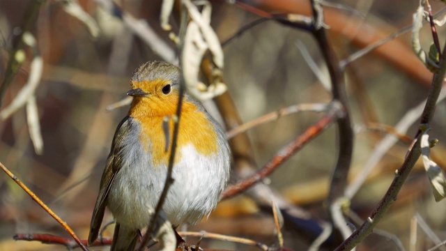 鸟-欧洲知更鸟(Erithacus rubecula)坐在树枝上，躲藏在阳光明媚的春天早晨的灌木丛中。视频素材