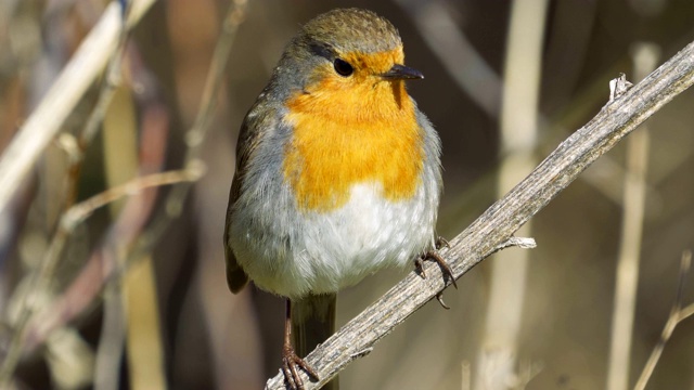 鸟——欧洲知更鸟(rubecula)坐在一个阳光明媚的春天早晨灌木丛的树枝上。视频素材