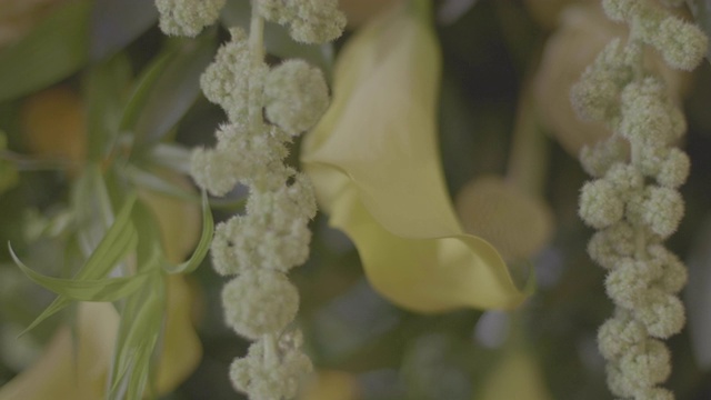 白色和绿色花朵的特写视频素材