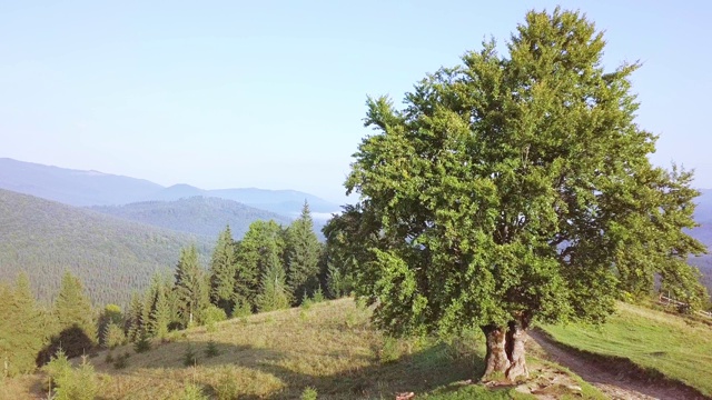 山顶树和晨雾。鸟瞰图视频素材