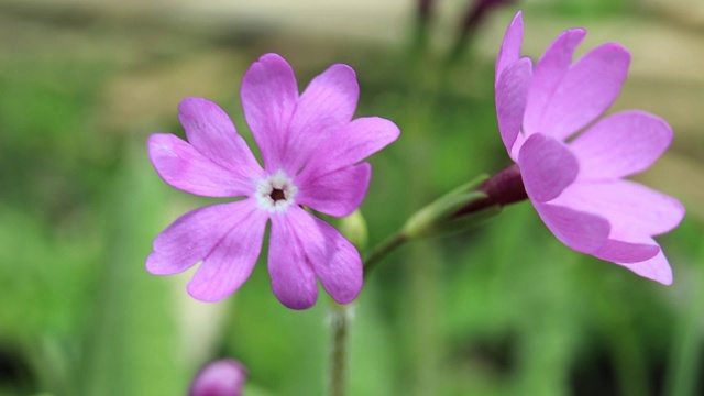 日本樱草花，视频素材