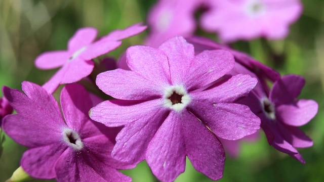 日本樱草花，视频素材