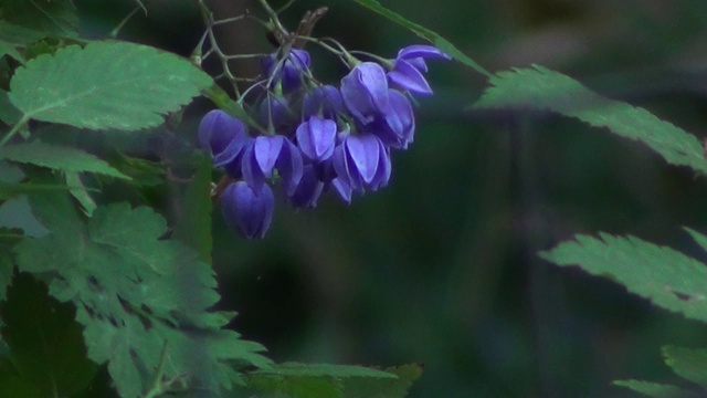 蓝色的野花。视频素材