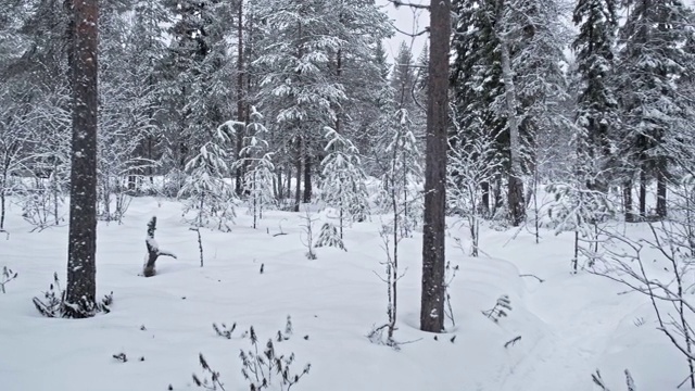 冬季冰雪覆盖的森林全景视频素材