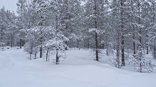 冬季冰雪覆盖的森林全景视频素材