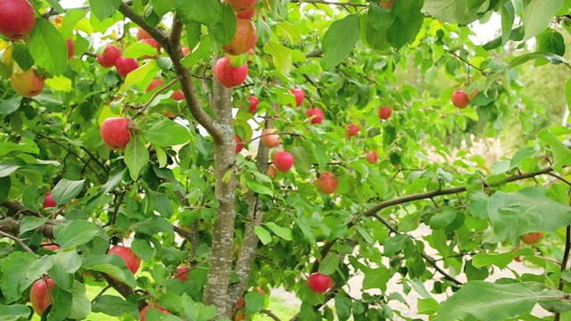 慢慢地摇过那棵结着红苹果的苹果树视频素材