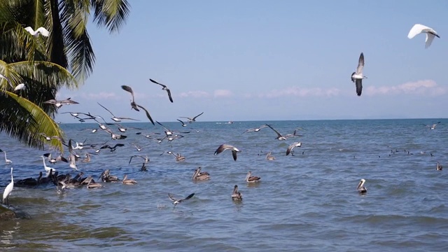 加勒比海的鹈鹕、苍鹭和海鸥视频素材