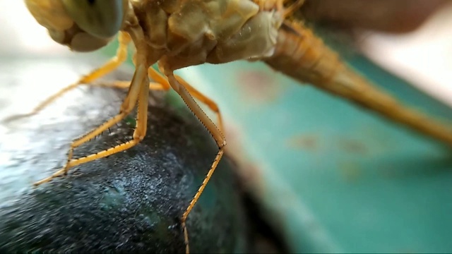 蜻蜓高清选择性聚焦视频素材