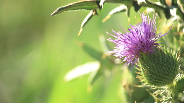 矛蓟(Cirsium vulgare)视频素材