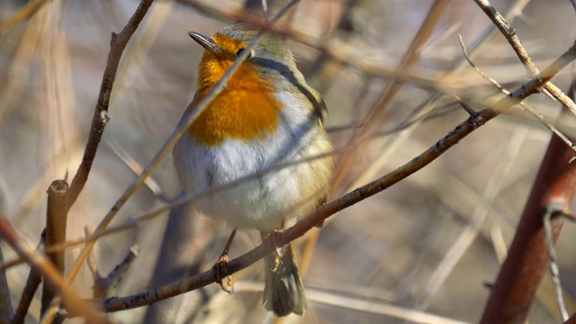 鸟——欧洲知更鸟(rubecula)坐在灌木丛的树枝上，唱着他的歌，阳光明媚的春天早晨。视频素材