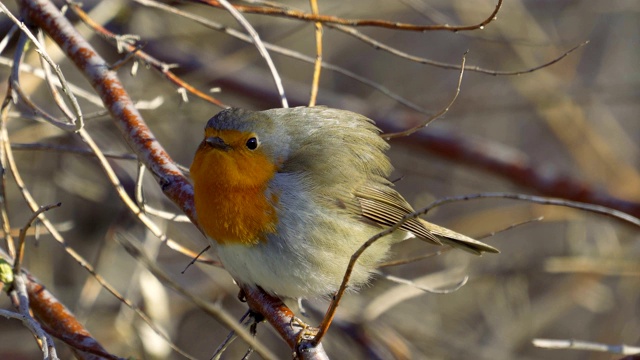 鸟——欧洲知更鸟(Erithacus rubecula)，雄性坐在树枝上，邀请雌性在阳光明媚的春天早晨。视频素材