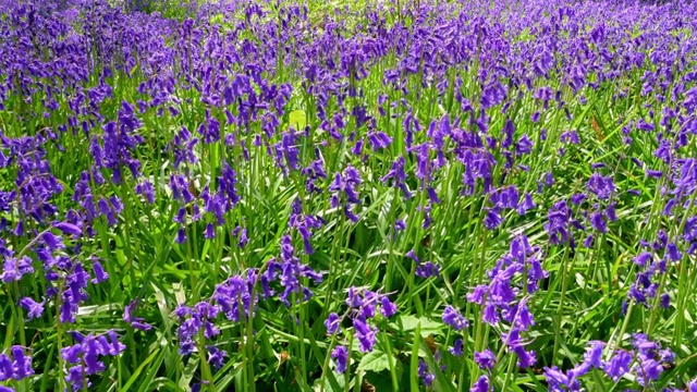 风信子(Hyacinthoides non-scripta)的自然和野生地视频素材