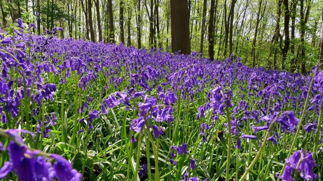 风信子(Hyacinthoides non-scripta)的自然和野生地视频素材