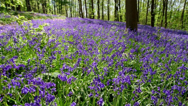 风信子(Hyacinthoides non-scripta)的自然和野生地视频下载