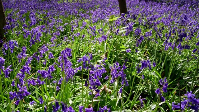 风信子(Hyacinthoides non-scripta)的自然和野生地视频下载