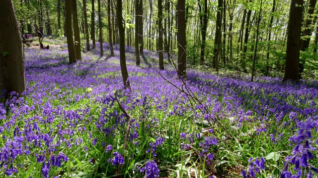 风信子(Hyacinthoides non-scripta)的自然和野生地视频下载