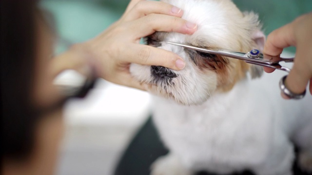 西施犬在家梳洗，女人拿着剪刀在狗的头上。视频素材