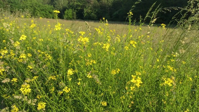 在森林空地上，随风摇曳的黄花和草视频下载