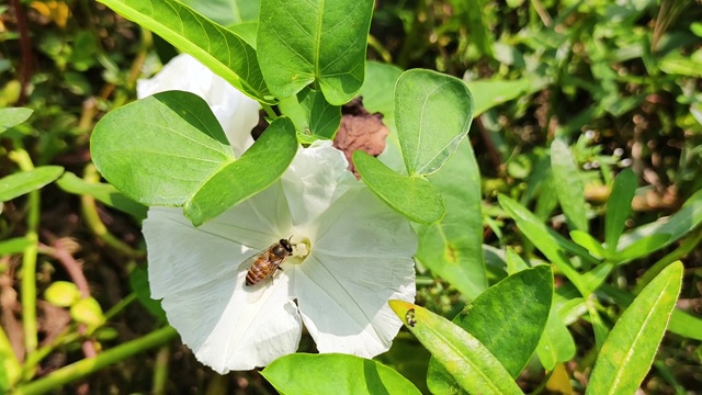 这种花名叫萼花，一只蜜蜂正坐在花上吃蜂蜜。视频素材