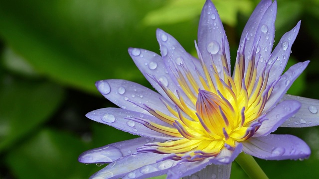 雨落在紫罗兰莲花上视频素材