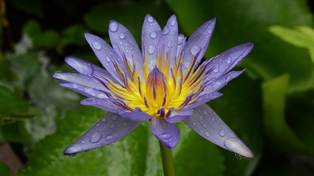 雨落在紫罗兰莲花上视频下载