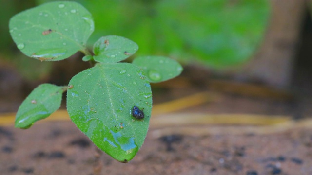 在后院花园里种植植物视频素材