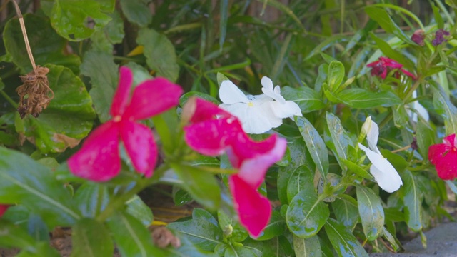 长春花(长春花)开花植物的后院花园视频素材