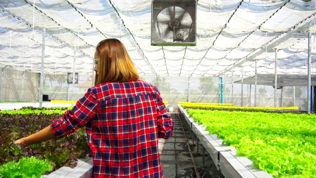 亚洲女农民漫步探索种植在农场的蔬菜。未来的蔬菜农场，没有转基因的新鲜清洁产品视频素材