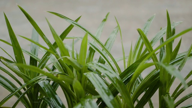 雨点落进香兰叶子的慢镜头视频素材