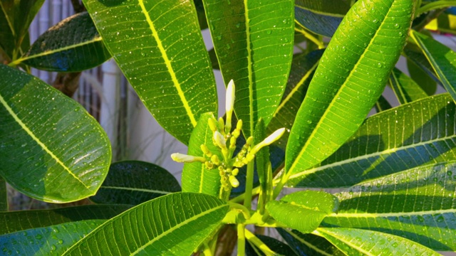 后院花园里的鸡蛋花树视频素材