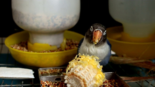 鹦鹉Lovebird在一个笼子里视频素材