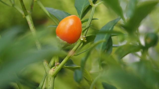 辣椒在花园里成熟视频下载