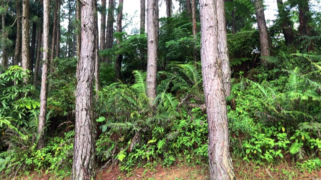 平盘观松树视频下载