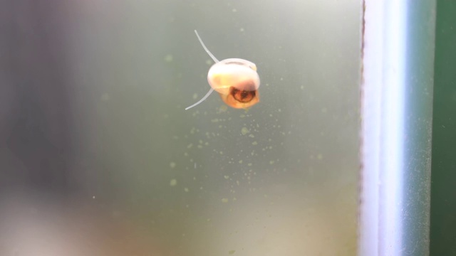 一只Ramshorn蜗牛在水族馆的墙上奔跑视频素材