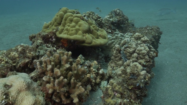 坚硬的珊瑚群生长在深海岩石上，日本视频素材