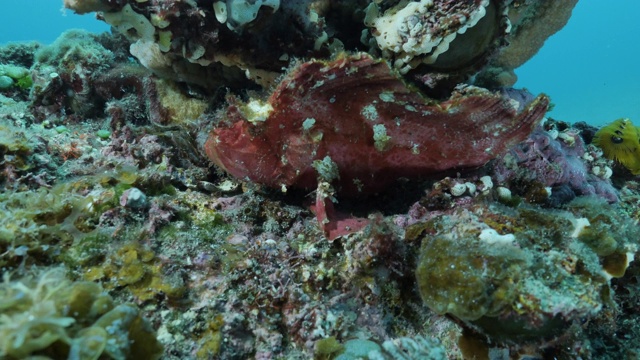 日本小笠原岛海底红色蝎子鱼的特写视频素材