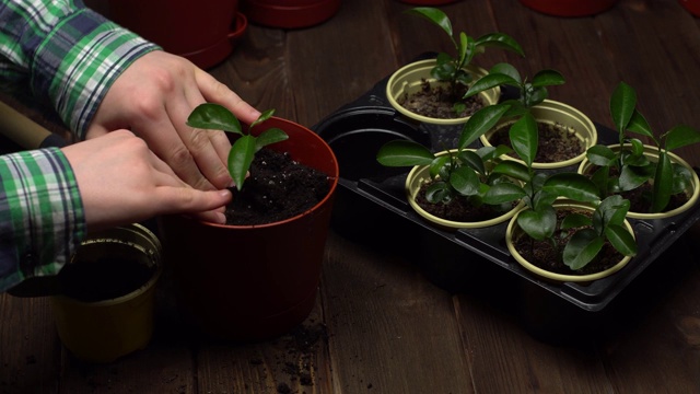 人们把土壤放在一个棕色的花盆里，把移植的幼苗放在一个有幼苗的托盘旁边。然后用手把地面弄平，然后拿起一把泥铲视频下载