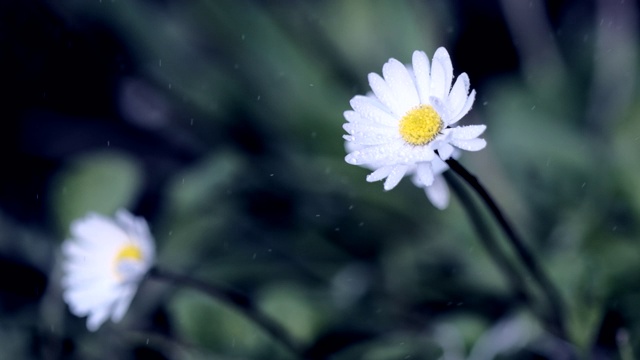 白色的洋甘菊花卉。新鲜的雨水滴在雏菊花上。小水滴落在草地上的野花上。雨滴坠落视频素材