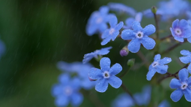 美丽的小蓝色勿忘我在绿色的背景下，在自然光下。雨点落在花上勿忘我，慢镜头，微距，特写。下雨了。风中摇曳的花朵视频素材