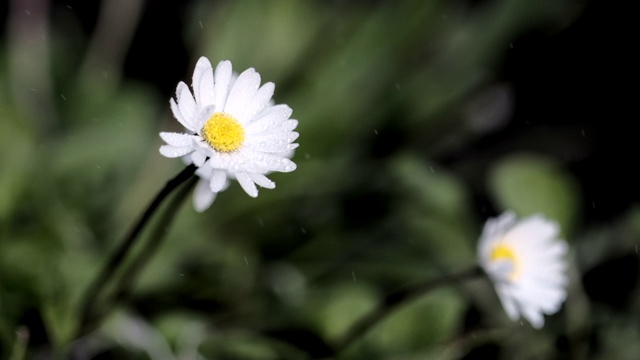 白色的洋甘菊花卉。新鲜的雨水滴在雏菊花上。小水滴落在草地上的野花上。雨滴坠落视频素材