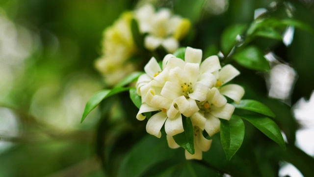 橘黄色的茉莉花挂在树上，随风飘动视频素材