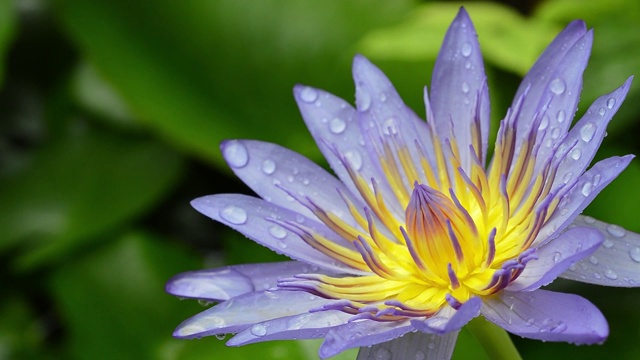 雨落在紫罗兰莲花上视频下载