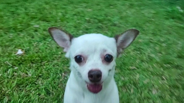 可爱的小狗在奔跑，吉娃娃在户外的草坪上奔跑视频素材